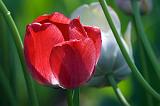 Red Tulip_53512